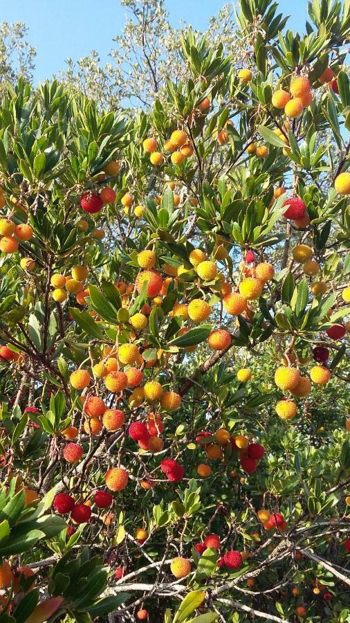 Corsica Monti Gite Appart Petreto-Bicchisano Dış mekan fotoğraf